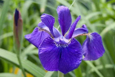 Отзыв о Саженцы корневищ Iris Graminea \"Зеленый Эдем\" | Хоровод фиолетовых  бабочек.