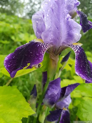 Экспозиция садовых Ирисов GARDEN IRISES