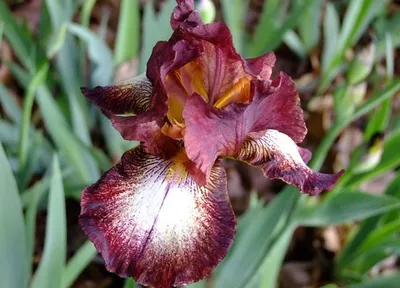 Flowers Irises bearded high. Iris variety with large pink flowers For  Lovers Only - YouTube