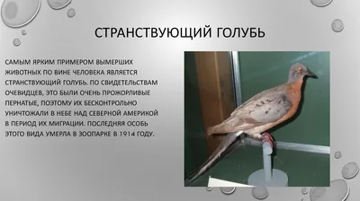 В парках Москвы обнаружили птиц, которые считались исчезнувшими | Пикабу