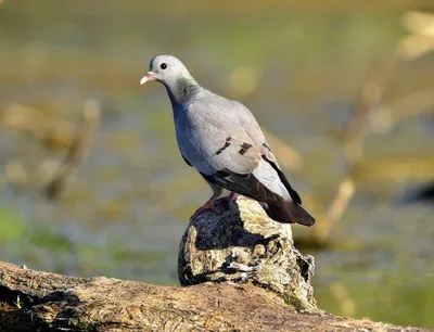 Считавшаяся вымершей птица найдена впервые за 170 лет: Звери: Из жизни:  Lenta.ru