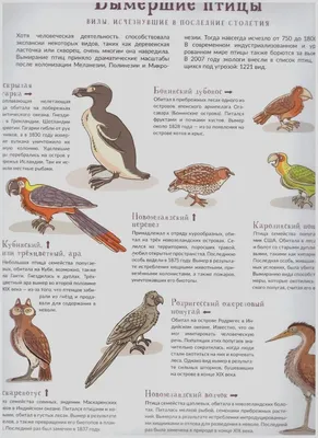 Зоопарк исчезнувших животных. Том 1 — купить книги на русском языке в  DomKnigi в Европе