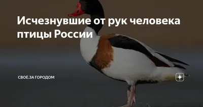 Исчезнувшие от рук человека птицы России | Своё За городом | Дзен