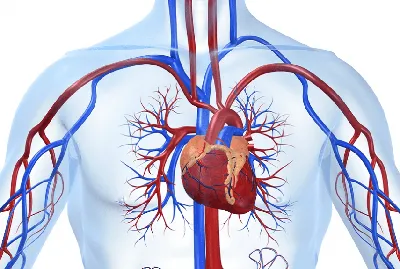 Что такое ишемическая болезнь сердца? | Медицинский центр «Профиклиника»