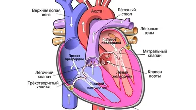 искусственное сердце. киберпунк-кардиостимулятор Иллюстрация штока -  иллюстрации насчитывающей клиника, сердечно: 273127296