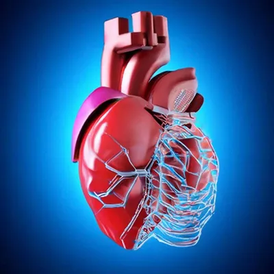 Модель Искусственного Человеческого Сердца — стоковые фотографии и другие  картинки Искусственное сердце - Искусственное сердце, Желудочек сердца,  Здравоохранение и медицина - iStock