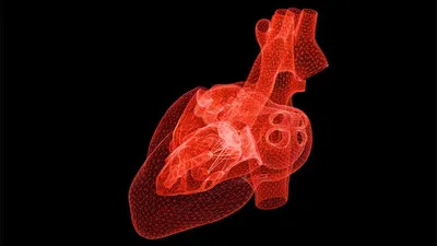 Учёные научились печатать искусственное сердце в космосе — Ferra.ru