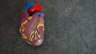 Ученые впервые вживили искусственное сердце с возможностью беспроводной  зарядки - Здоровье 24