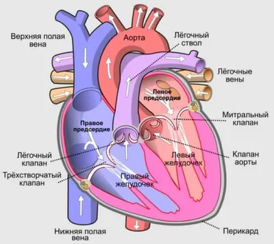 Что такое искусственное сердце и как оно работает? - Hi-News.ru