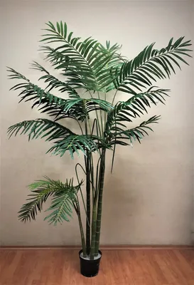 Искусственные пальмы | ИРГА - магазин искусственных цветов и растений