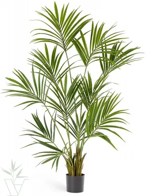 Купить искусственные растения Искусственное растение Пальма Кентия Ховея,  высота - 170 см в магазине ARTPLANTS с доставкой по Москве