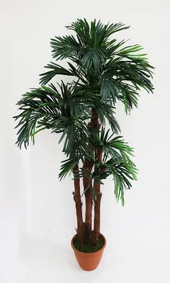 Искусственные растения пальма 160см