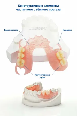 Искусственные зубы и модель легкего иллюстрация 3d Иллюстрация штока -  иллюстрации насчитывающей микстура, модель: 71655776