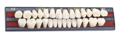 Зубы искусственные купить в Ставрополе в интернет-магазине – «Юдента»