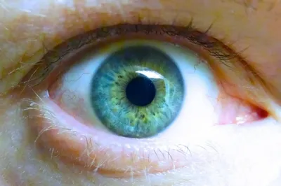 Новости — Человеку впервые установили глаз, полностью напечатанный на  3D-принтере