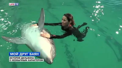 История дельфина 2 | Афиша Калининграда