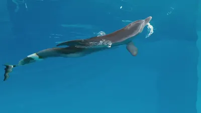 История дельфина (фильм, 2011) смотреть онлайн в хорошем качестве HD (720)  / Full HD (1080)