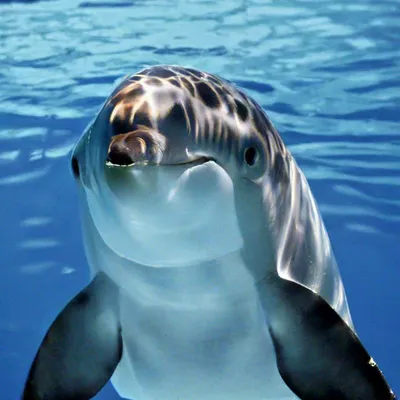 История дельфина / Dolphin Tale (США, 2011) — Фильмы — Вебург