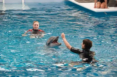 История дельфина Винтера (Winter)