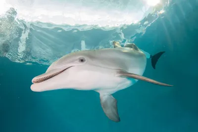 История дельфина 2, 2014 — описание, интересные факты — Кинопоиск