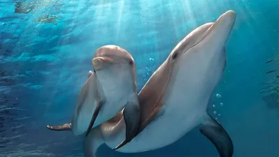 Фильм \"История дельфина, 2014\". Вся информация о нём на KinoClever