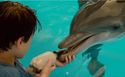 История любви дельфина | записки зубного детектива | Дзен