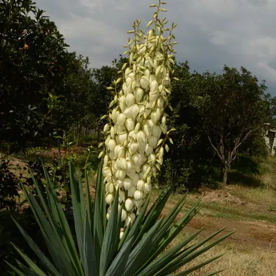 Юкка гигантская (Yucca gigantea) — описание, выращивание, фото | на  LePlants.ru