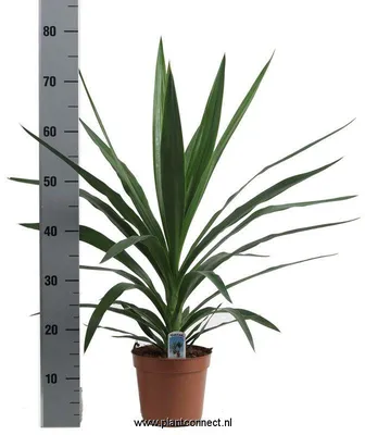 Комнатное растение Юкка, Живые растения в Москве, купить по цене 3990 RUB,  Пальмы и деревья в Оверсайз Букет с доставкой | Flowwow