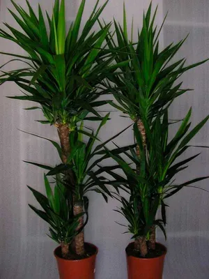 Юкка (Yucca) — описание, выращивание, фото | на LePlants.ru