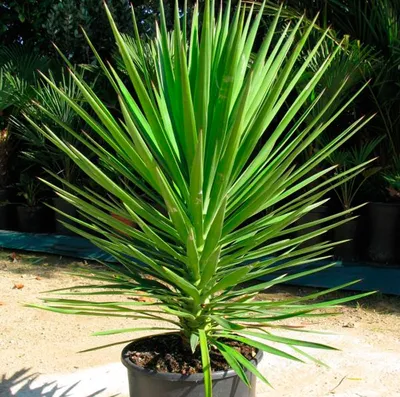 Драцена Dracaena marginata - «Ей всё нипочём. Похожа на юкку по уходу» |  отзывы