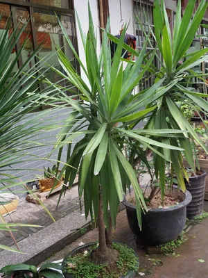Юкка Нитчатая (Yucca filamentosa) - купить в Новомосковске в  интернет-магазине почтой наложенным платежом