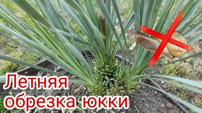 Прекрасная садовая юкка - как вырастить диковинное экзотическое растение на  русской даче! | Огород Мечты | Дзен