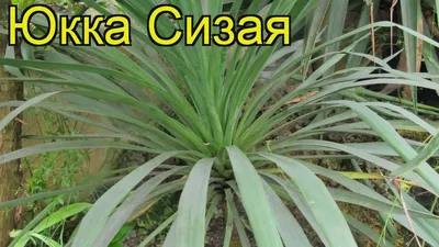 Юкка садовая: посадка и уход, виды и сорта, фото и описание