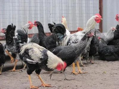 Суточный цыпленок Юрловская голосистая от инкубатора в московской области