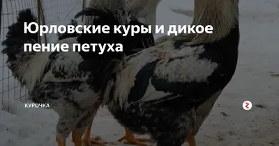 Загорские лососевые куры купить в Московской области на частной птицеферме  «Мир Кур»