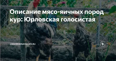 Загорские лососевые куры купить в Московской области на частной птицеферме  «Мир Кур»