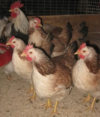 Суточный цыпленок Юрловская голосистая от инкубатора в московской области