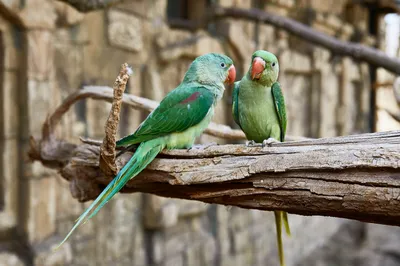 Malinki South Bird Park