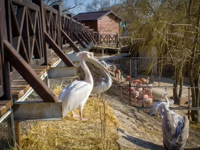 Отзыв о Экопарк \"Малинки Village\" (Россия, Ростовская область) | Отличный  парк для семейного отдыха