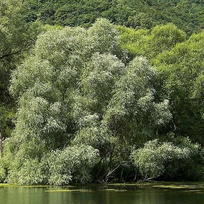 Ива Белая серебристая купить в Москве саженцы из питомника Greenpoint24