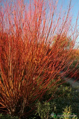 Ива белая (Salix alba)