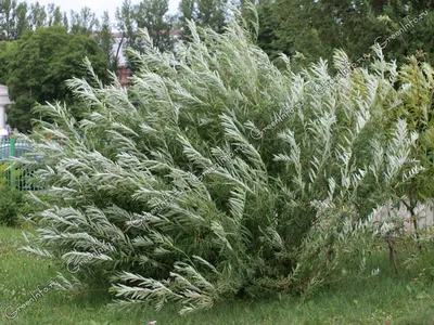 Ива белая Чермесина (Salix alba Chermesina)