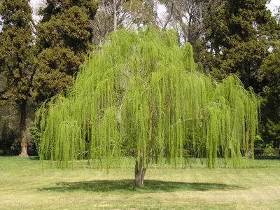 Ива белая (Salix alba) | Ракита. Питомник растений