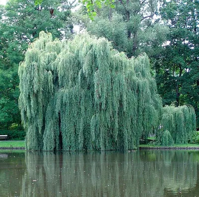 Ива белая - Ива - GardenPlants