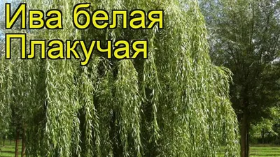 Ива белая шелковистая - Ива - Лиственные - Растения - Каталог -  marusin-sad.com