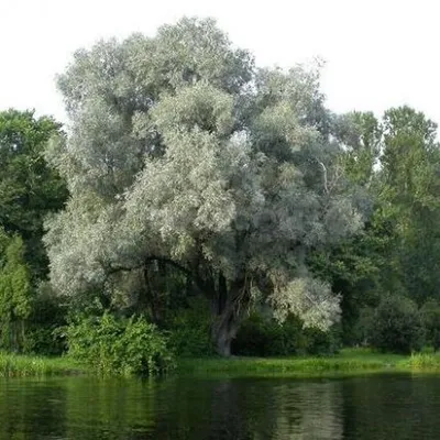 Ива белая (Salix alba) - Питомник и Садовый центр Русские Деревья