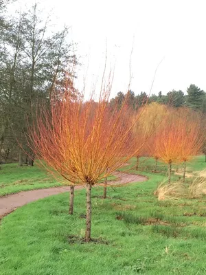 Ива белая, или Ива серебристая, или Ветла(лат. Salix alba)саженцы 30-40 см,  горшок 1л., цена в Новосибирске от компании Кирсанов Сергей Сергеевич