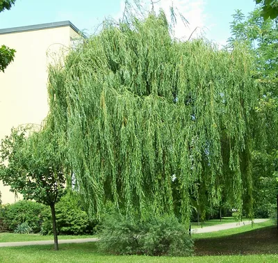 Ива белая Pendula - Ива - GardenPlants