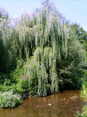 Ива белая Тристис