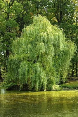 Ива белая \"Вителлина\" Salix alba... - Розсадник \"Щавель\" | Facebook